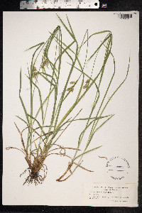 Carex pallescens image