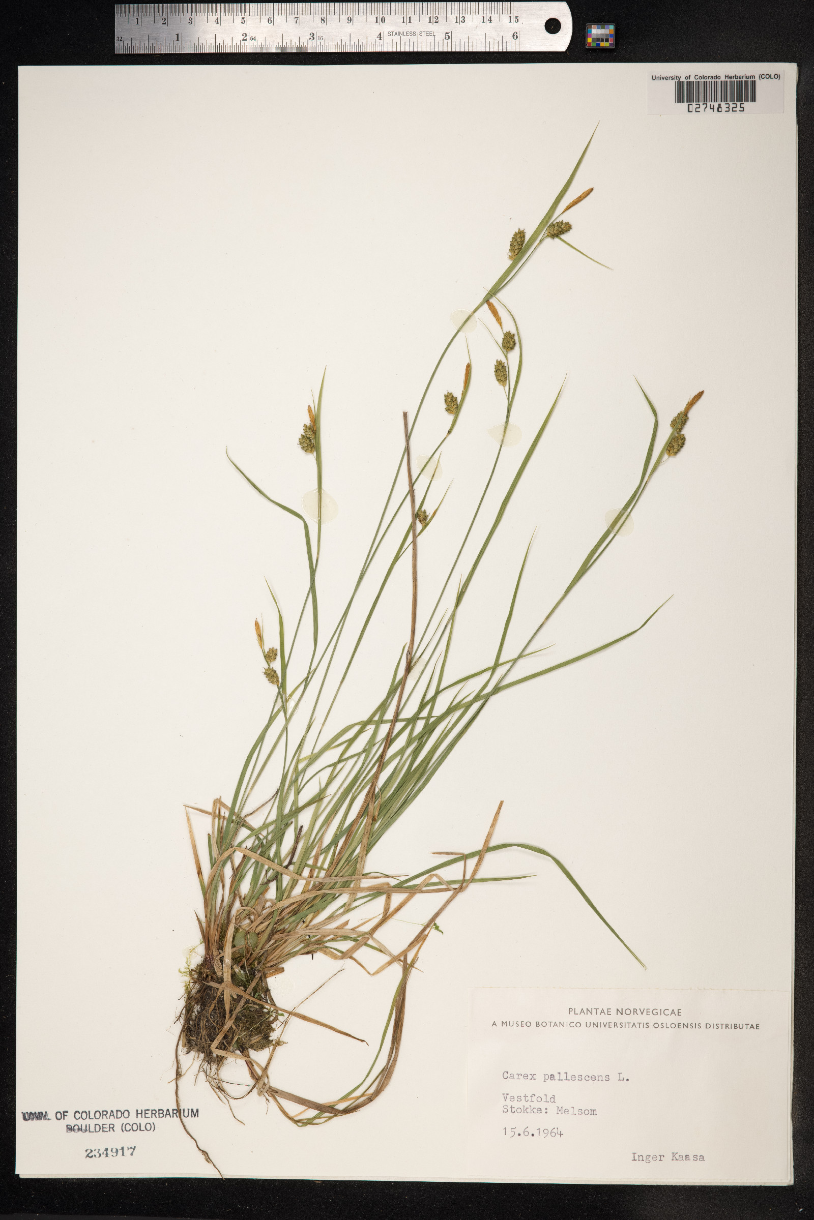 Carex pallescens image
