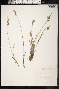 Carex pallescens image