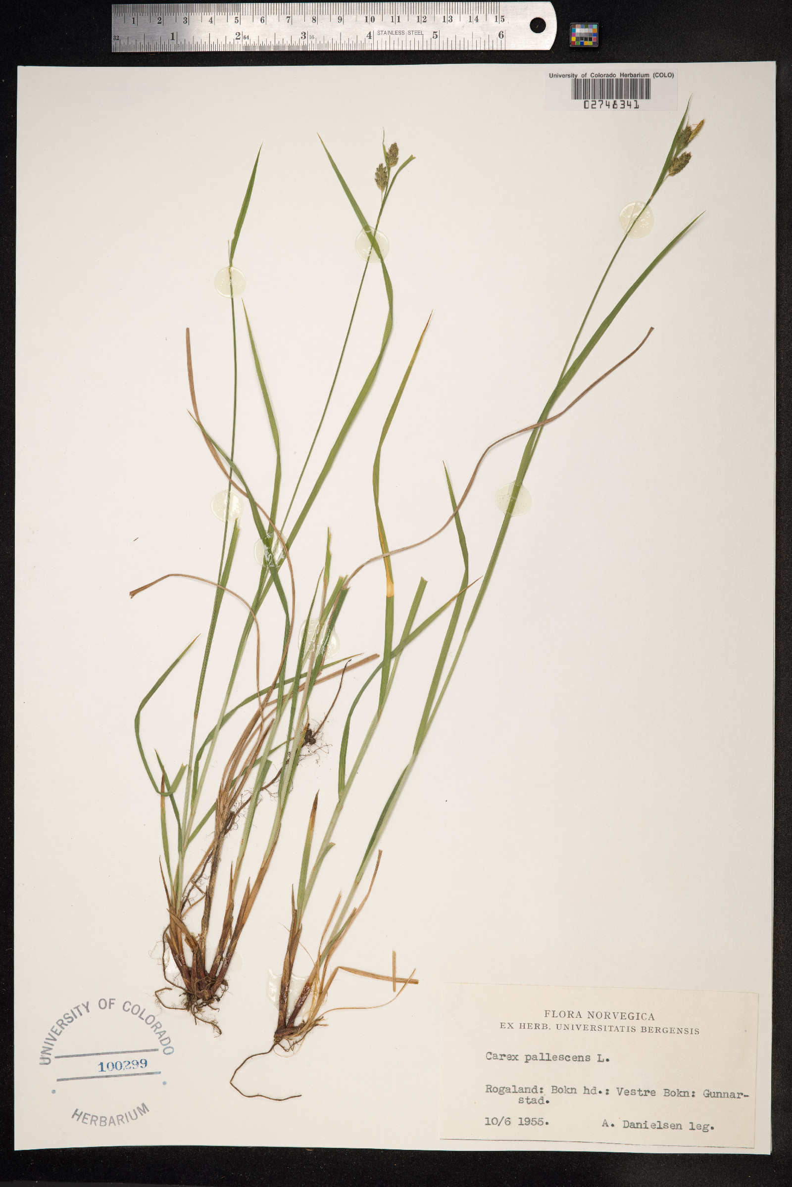 Carex pallescens image