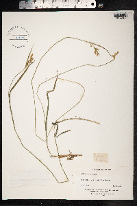 Carex pallescens image