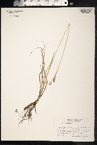 Carex panicea image