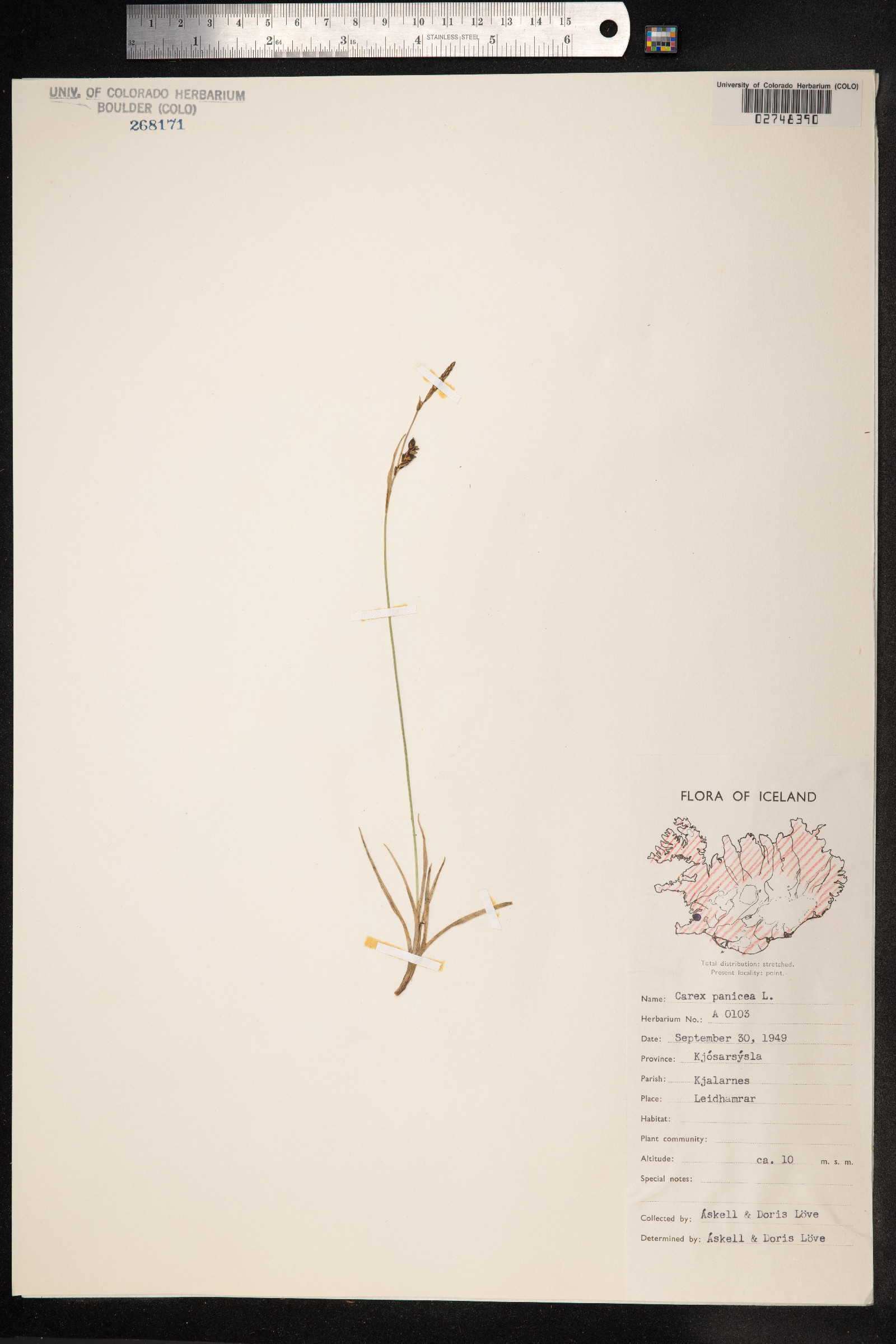 Carex panicea image