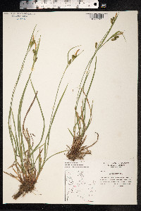 Carex pallescens image