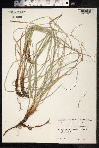 Carex pallescens image