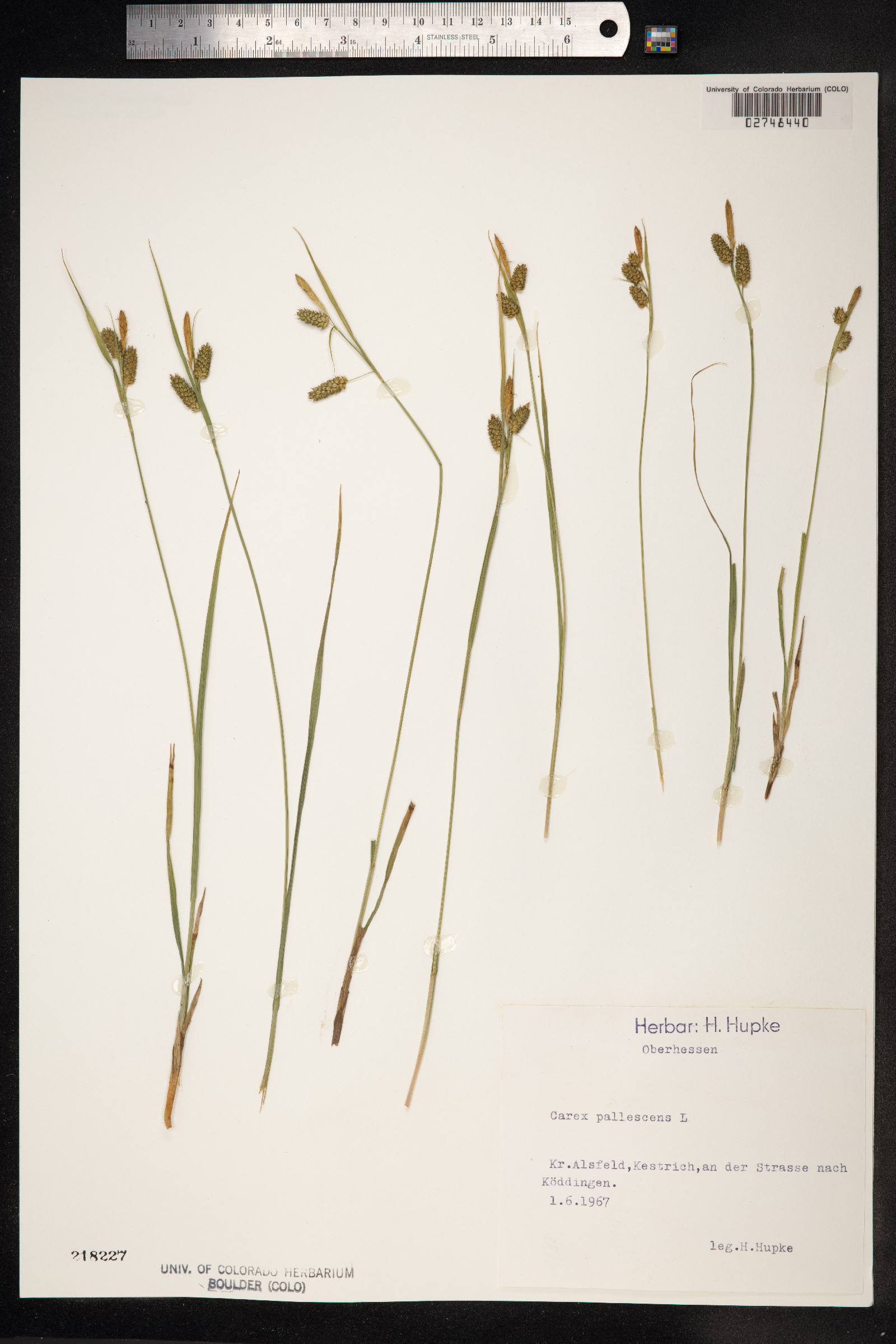 Carex pallescens image