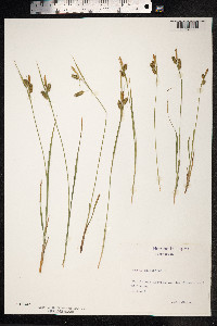 Carex pallescens image