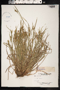 Carex pallescens image