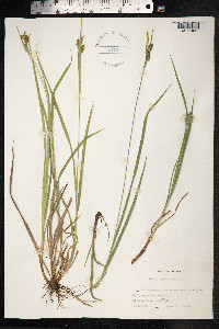 Carex pallescens image
