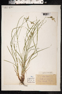 Carex pallescens image