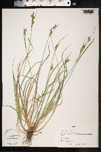 Carex pallescens image