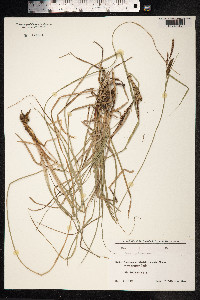 Carex pallescens image