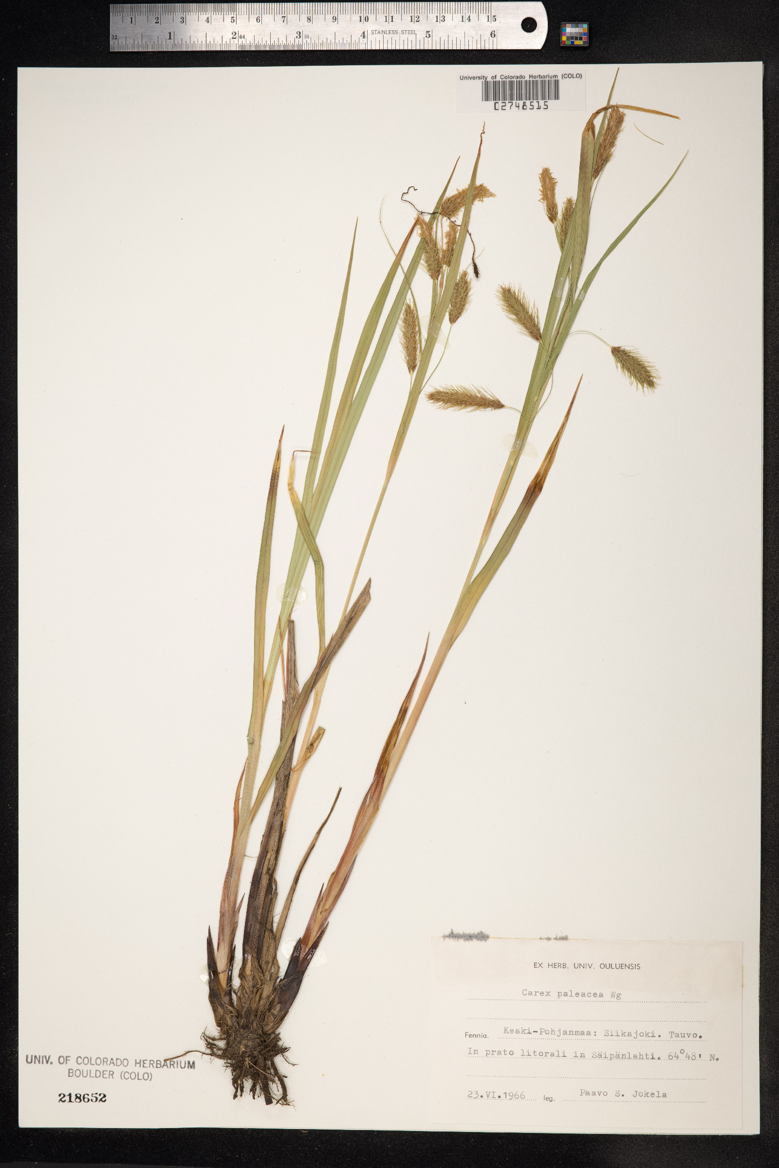 Carex paleacea image