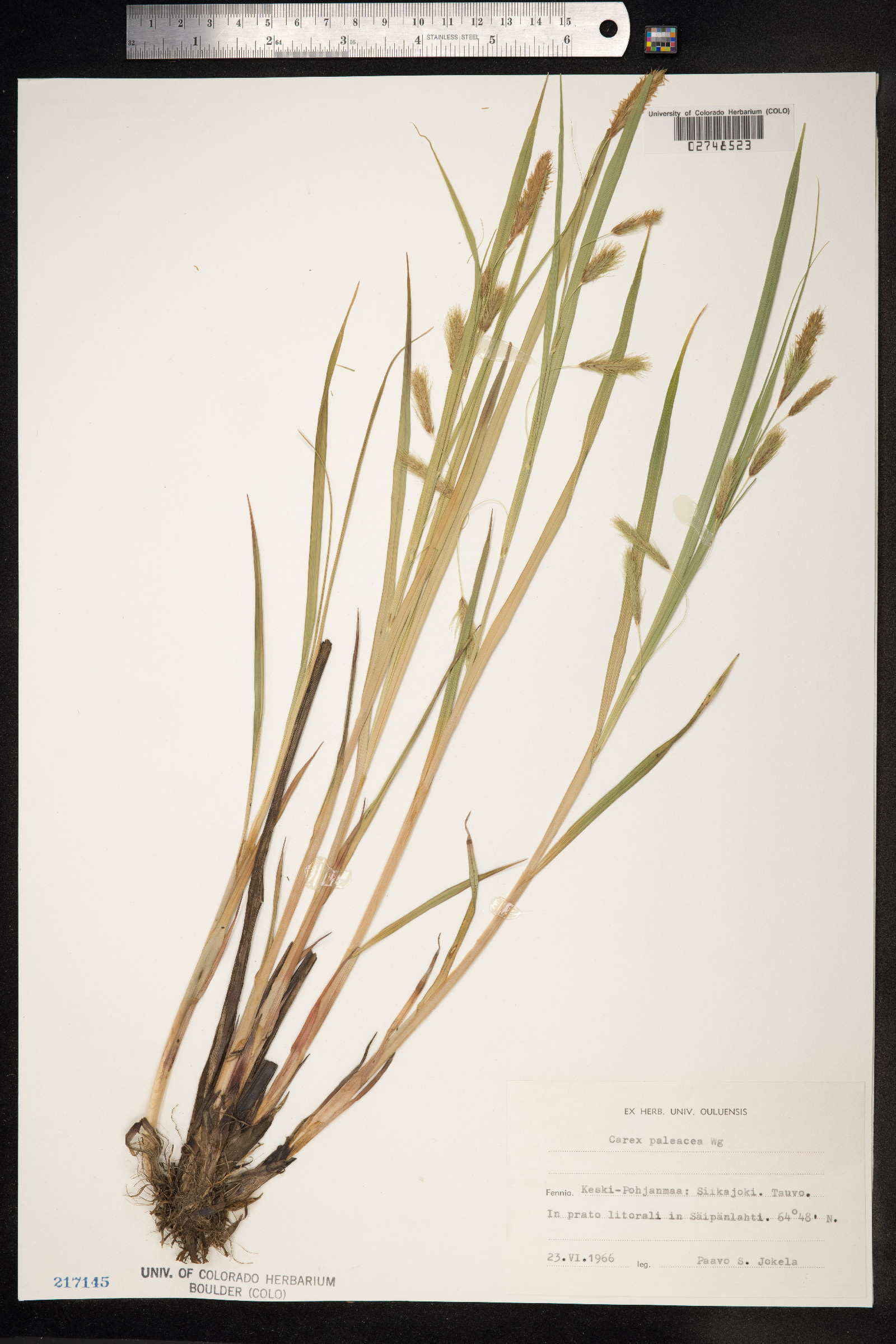 Carex paleacea image