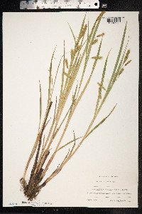 Carex paleacea image