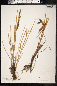 Carex paleacea image