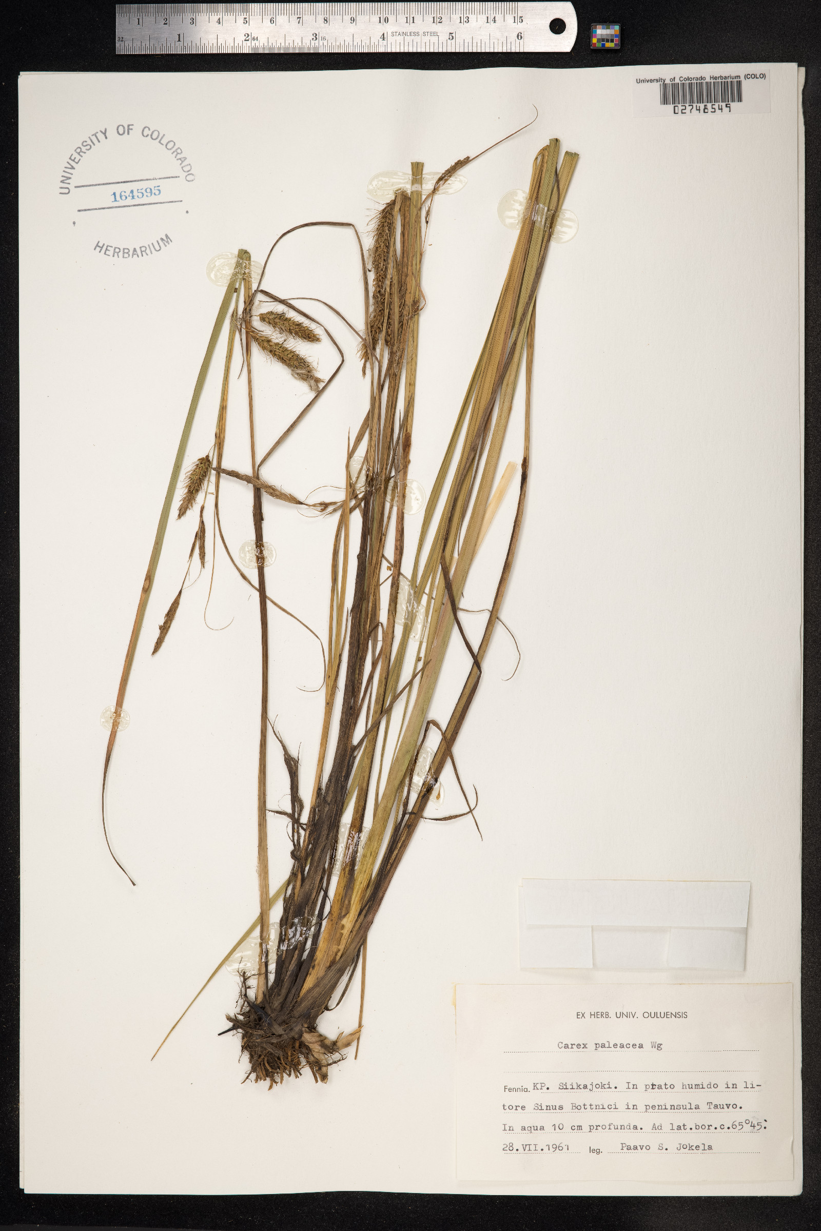 Carex paleacea image