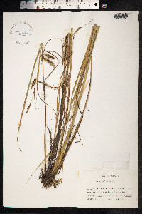 Carex paleacea image