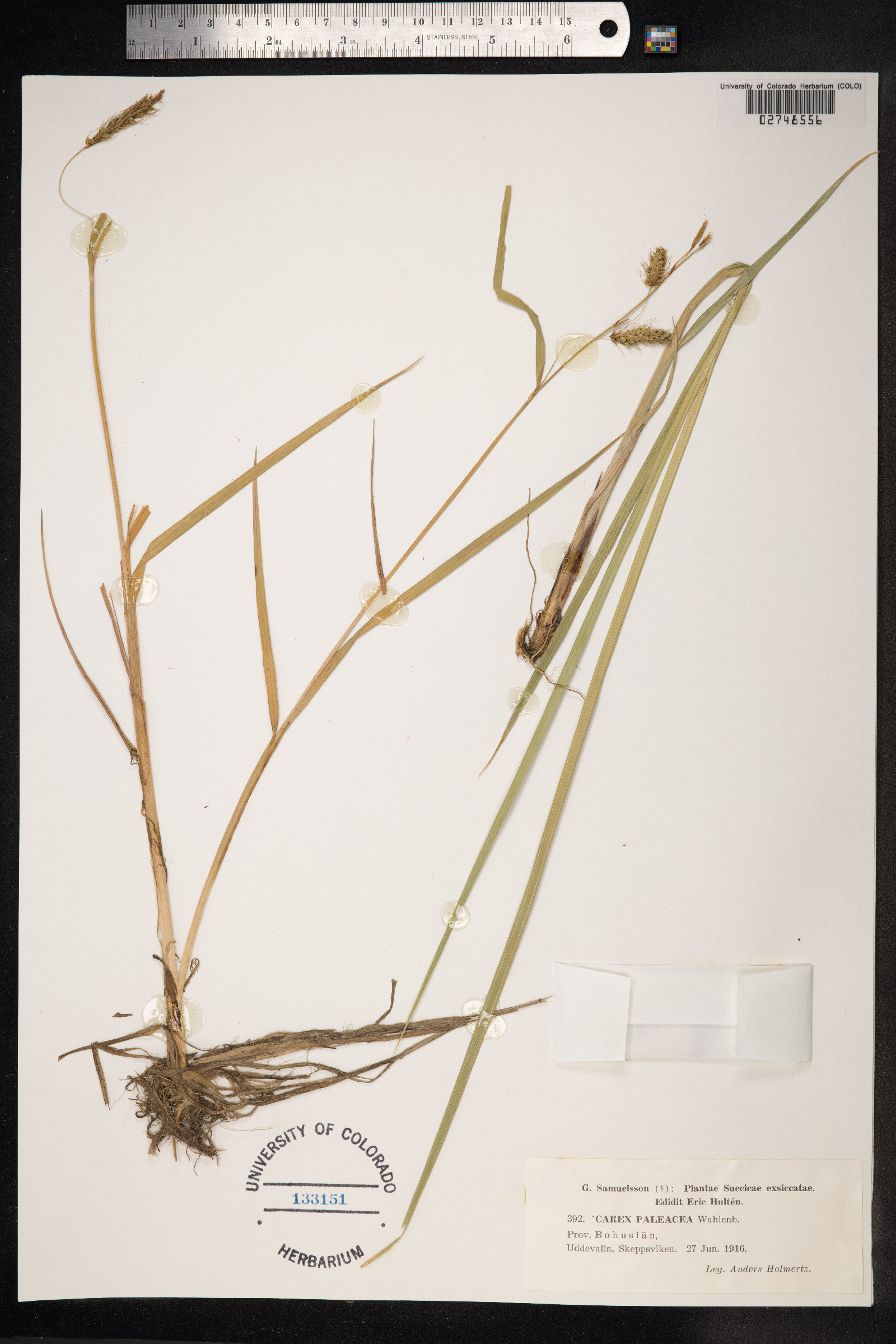 Carex paleacea image