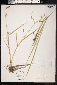 Carex paleacea image
