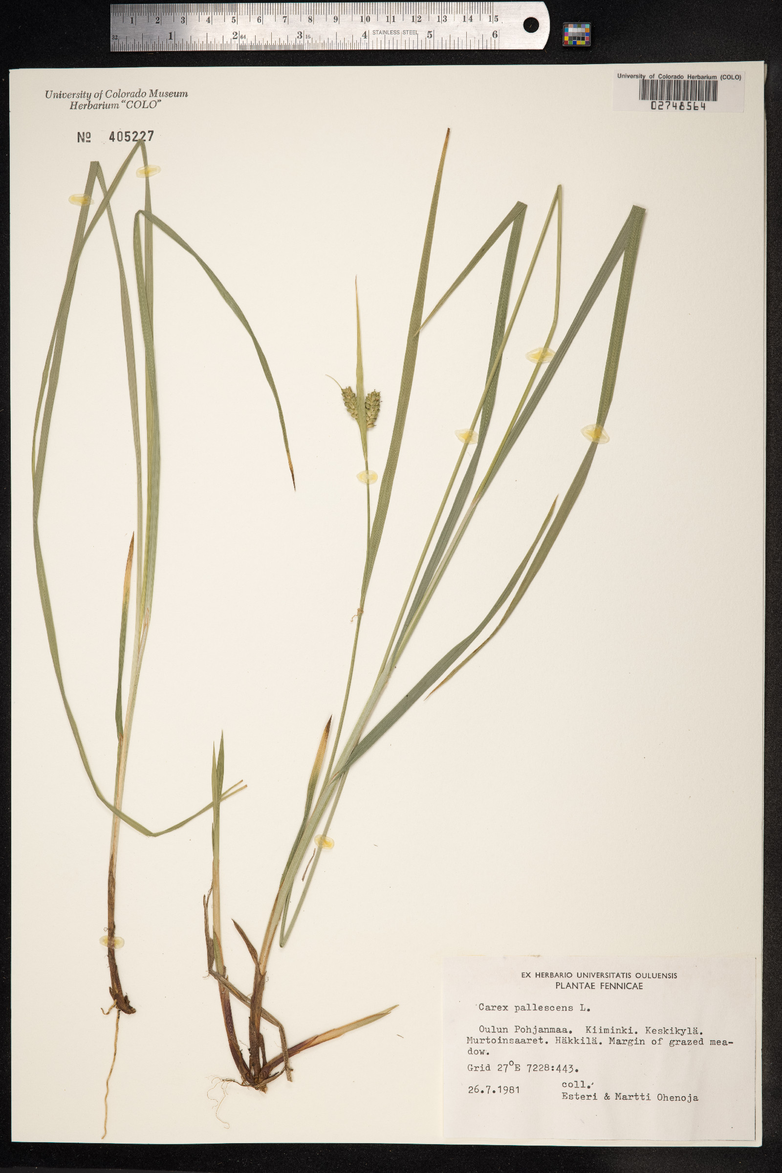 Carex pallescens image