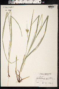 Carex pallescens image