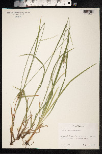 Carex pallescens image