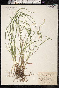 Carex pallescens image