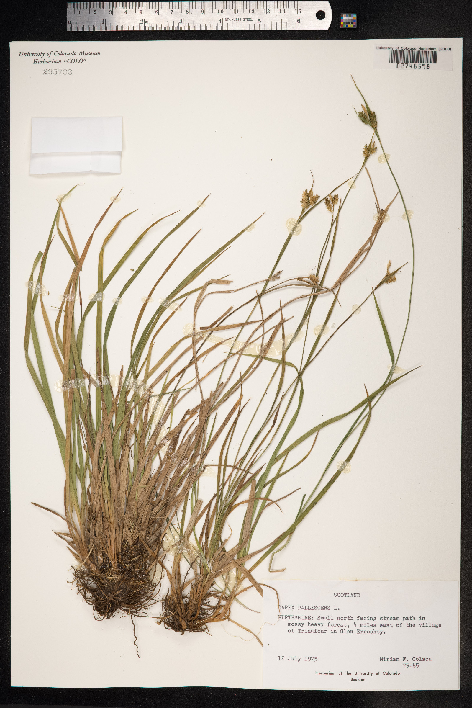 Carex pallescens image