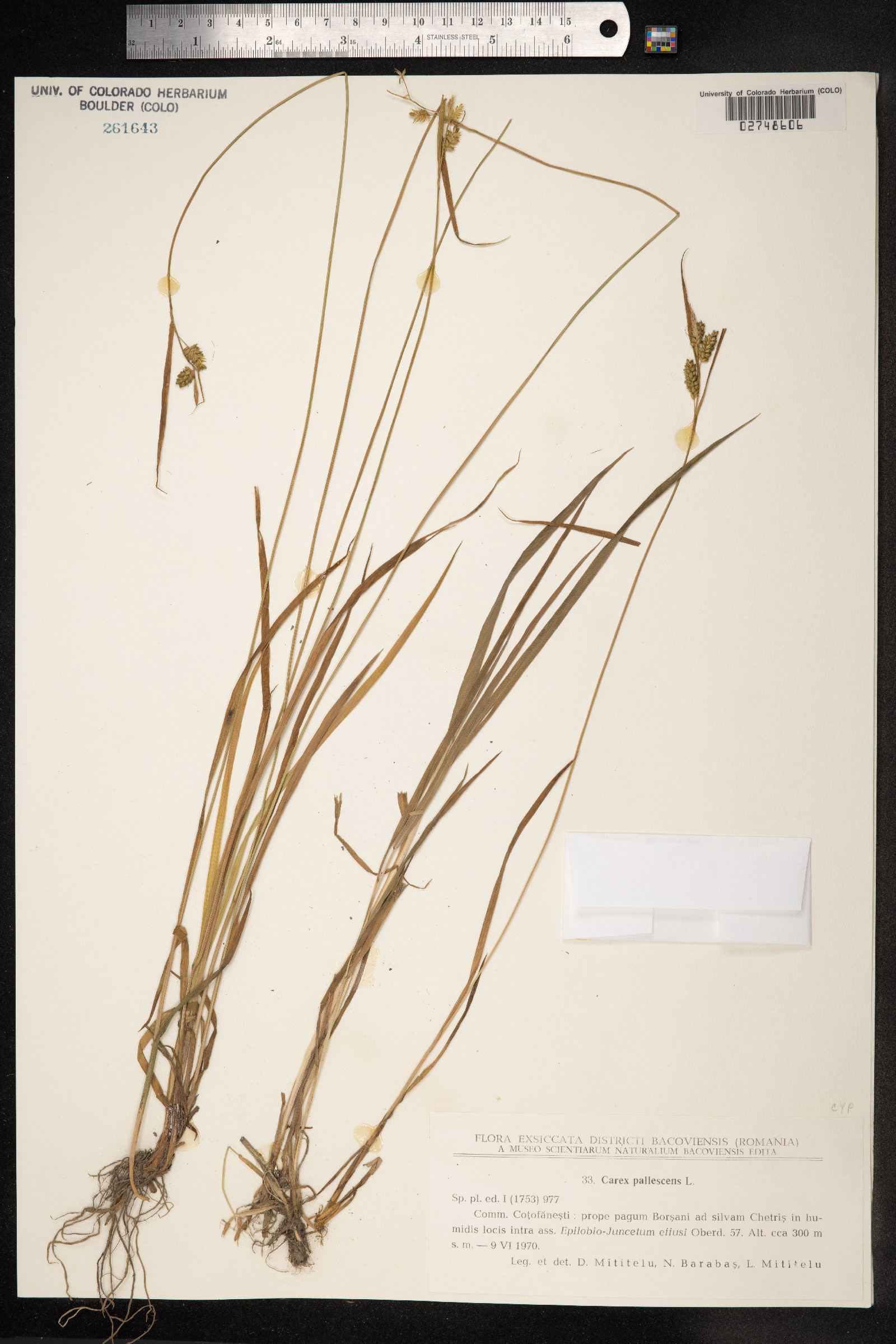 Carex pallescens image