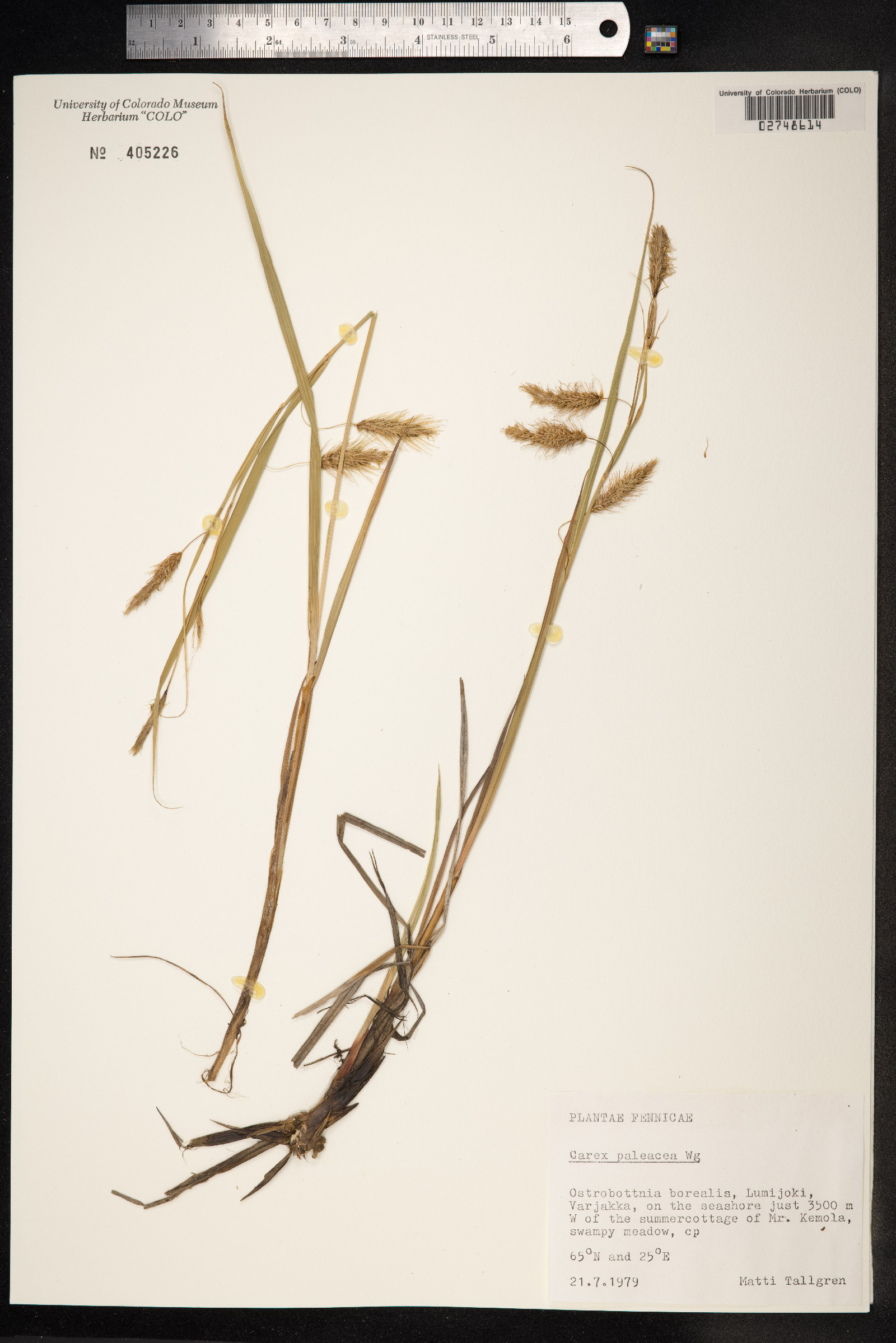 Carex paleacea image