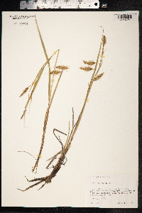 Carex paleacea image