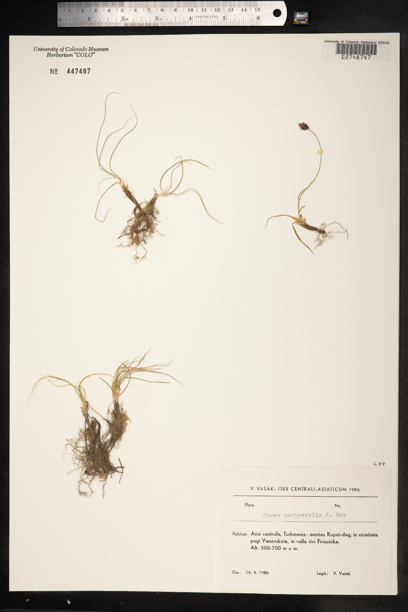Carex pachystylis image