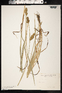 Carex otrubae image