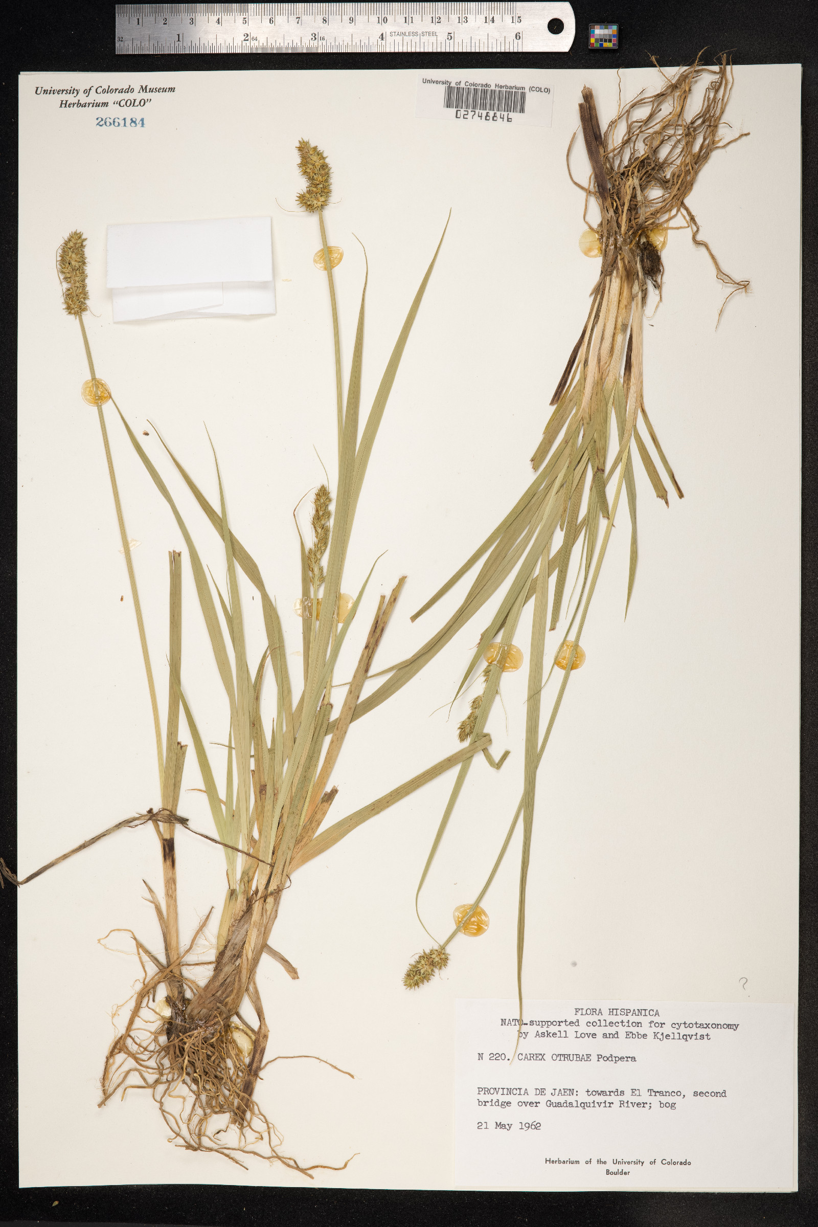Carex otrubae image