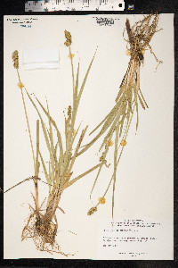 Carex otrubae image