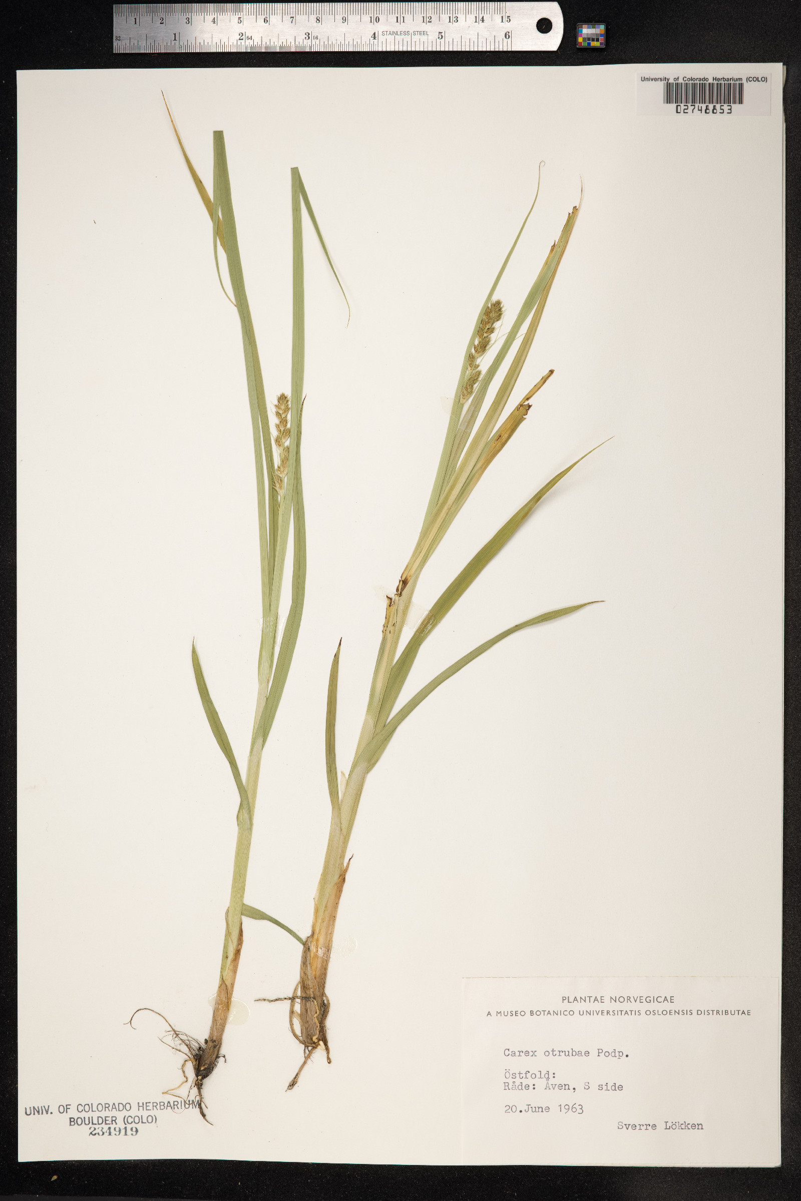 Carex otrubae image