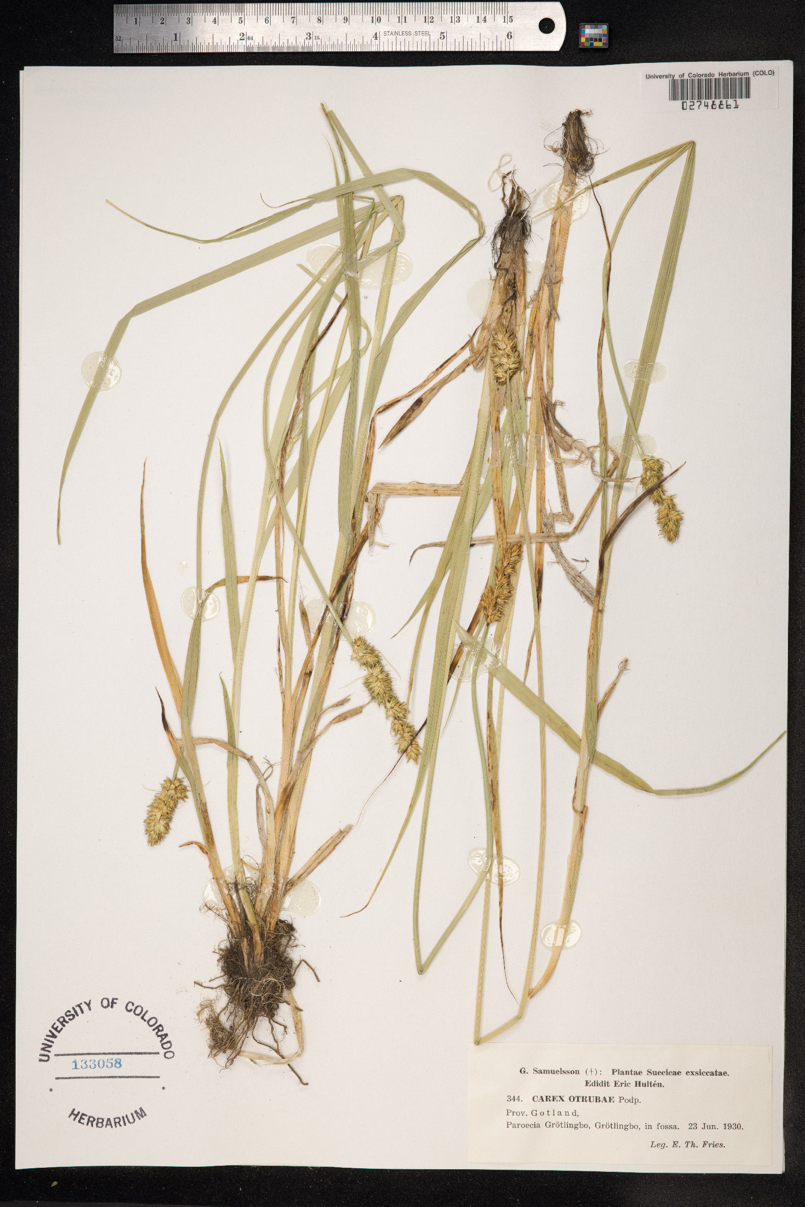 Carex otrubae image