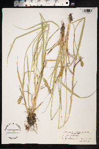 Carex otrubae image
