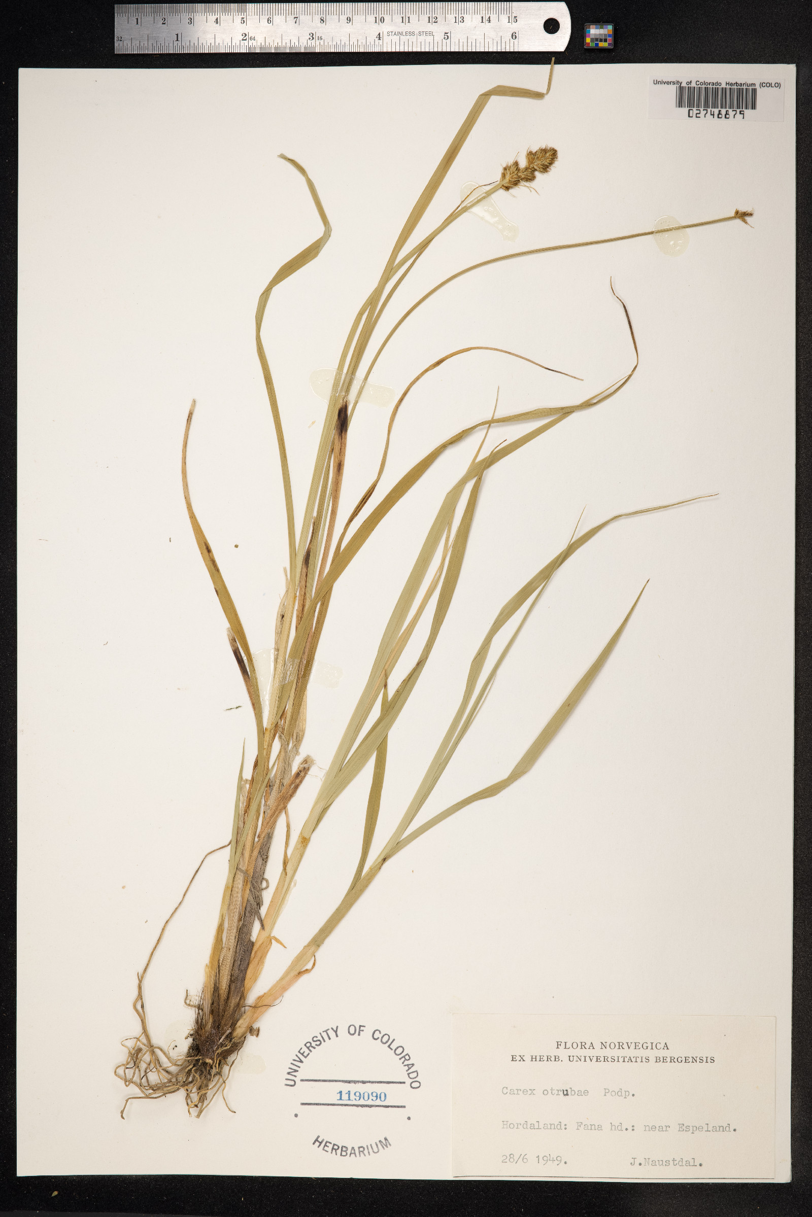Carex otrubae image