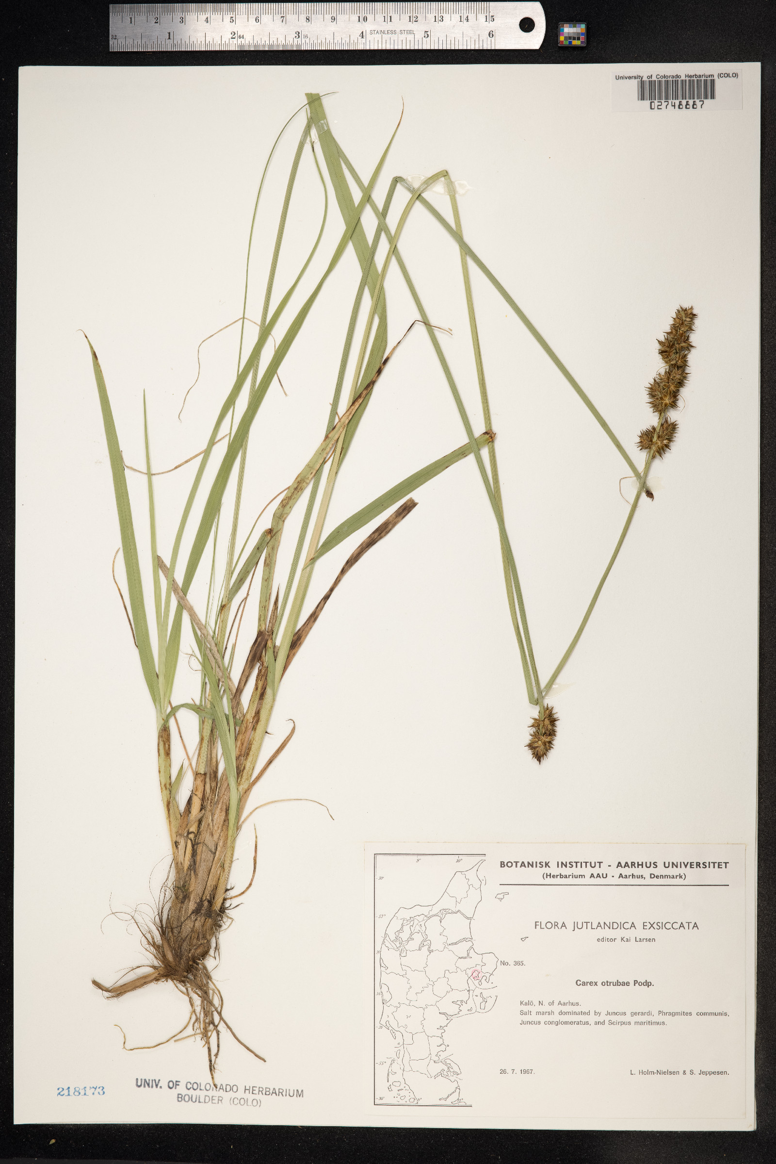Carex otrubae image
