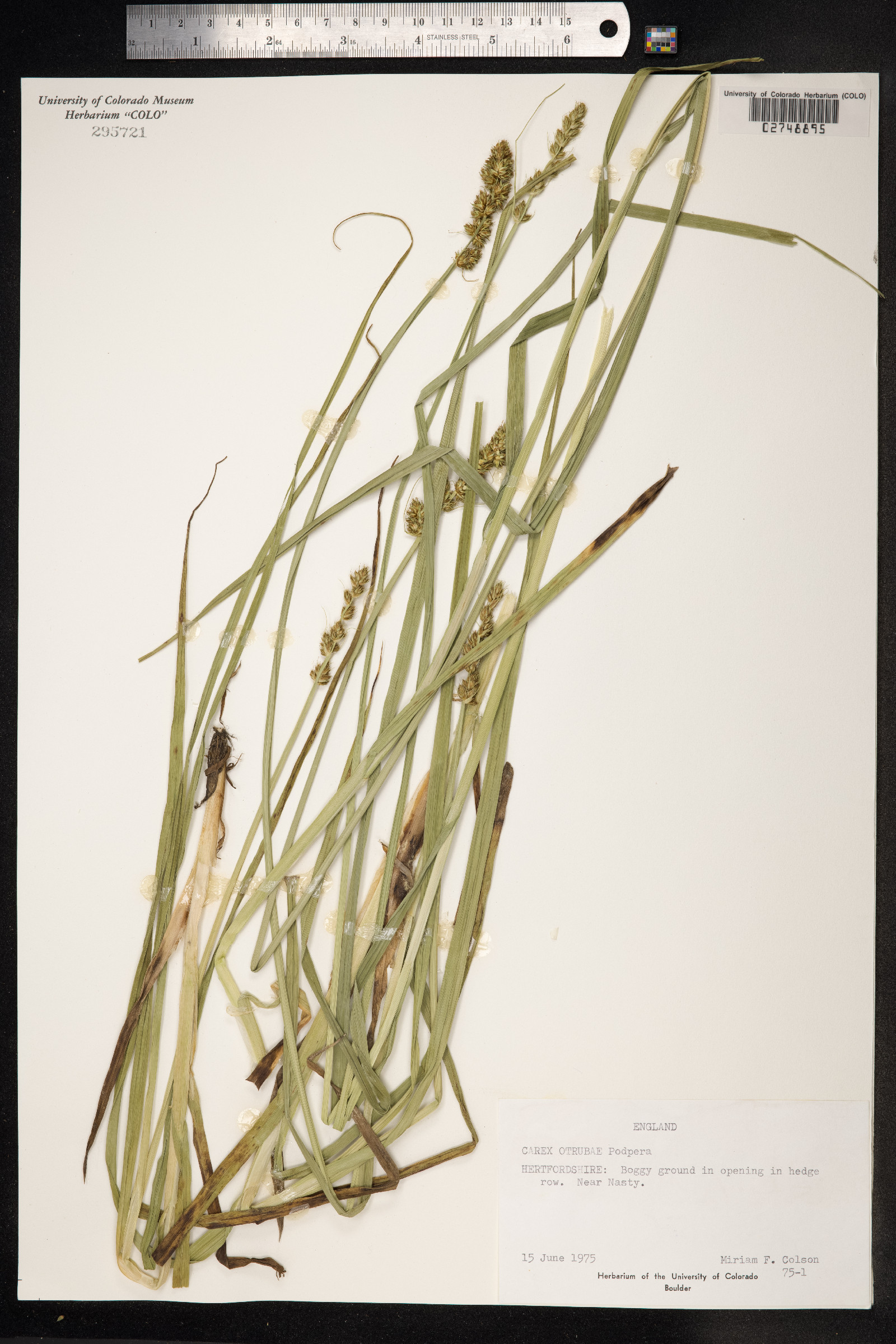 Carex otrubae image