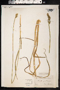 Carex otrubae image