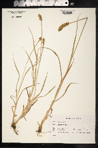 Carex otrubae image