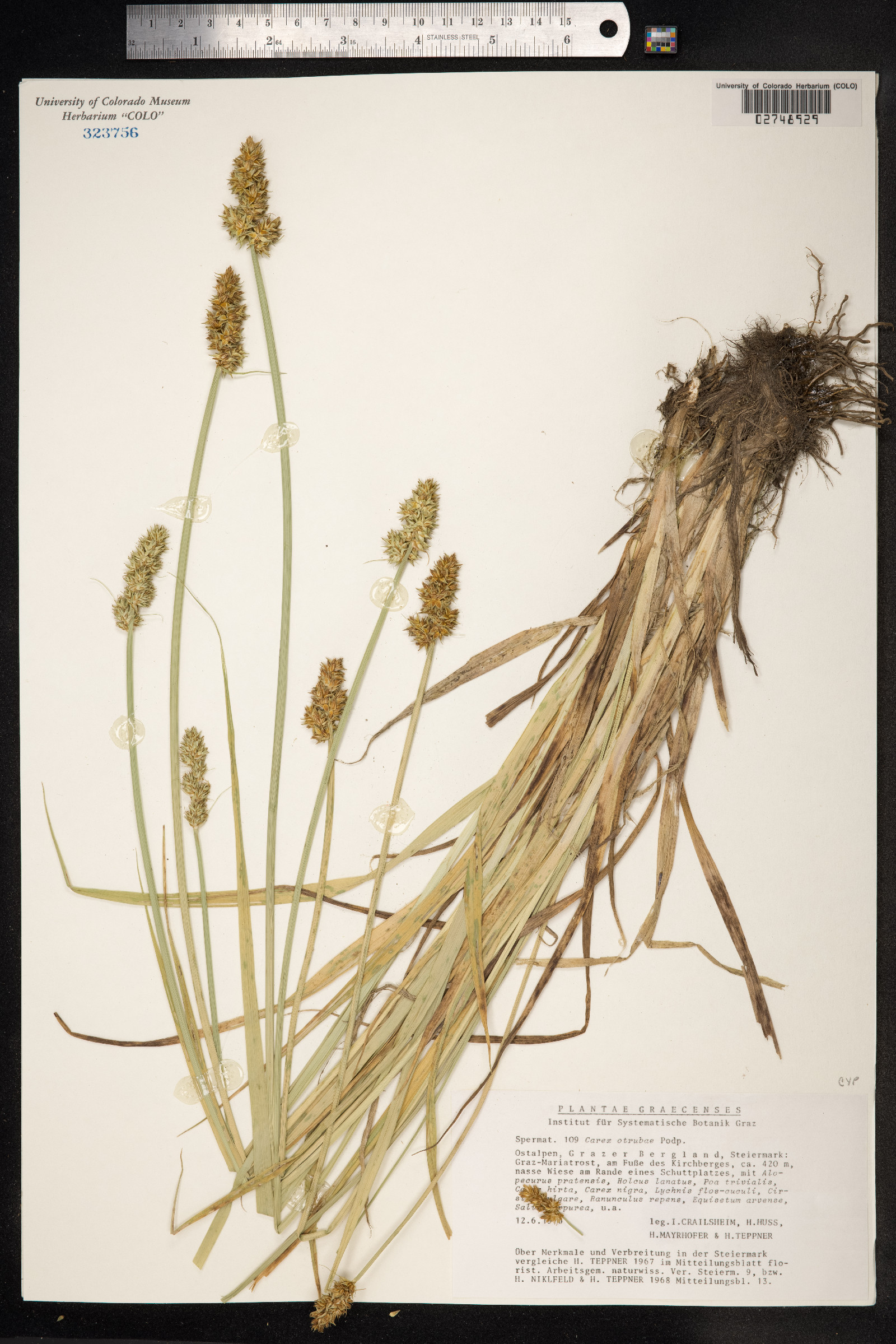 Carex otrubae image