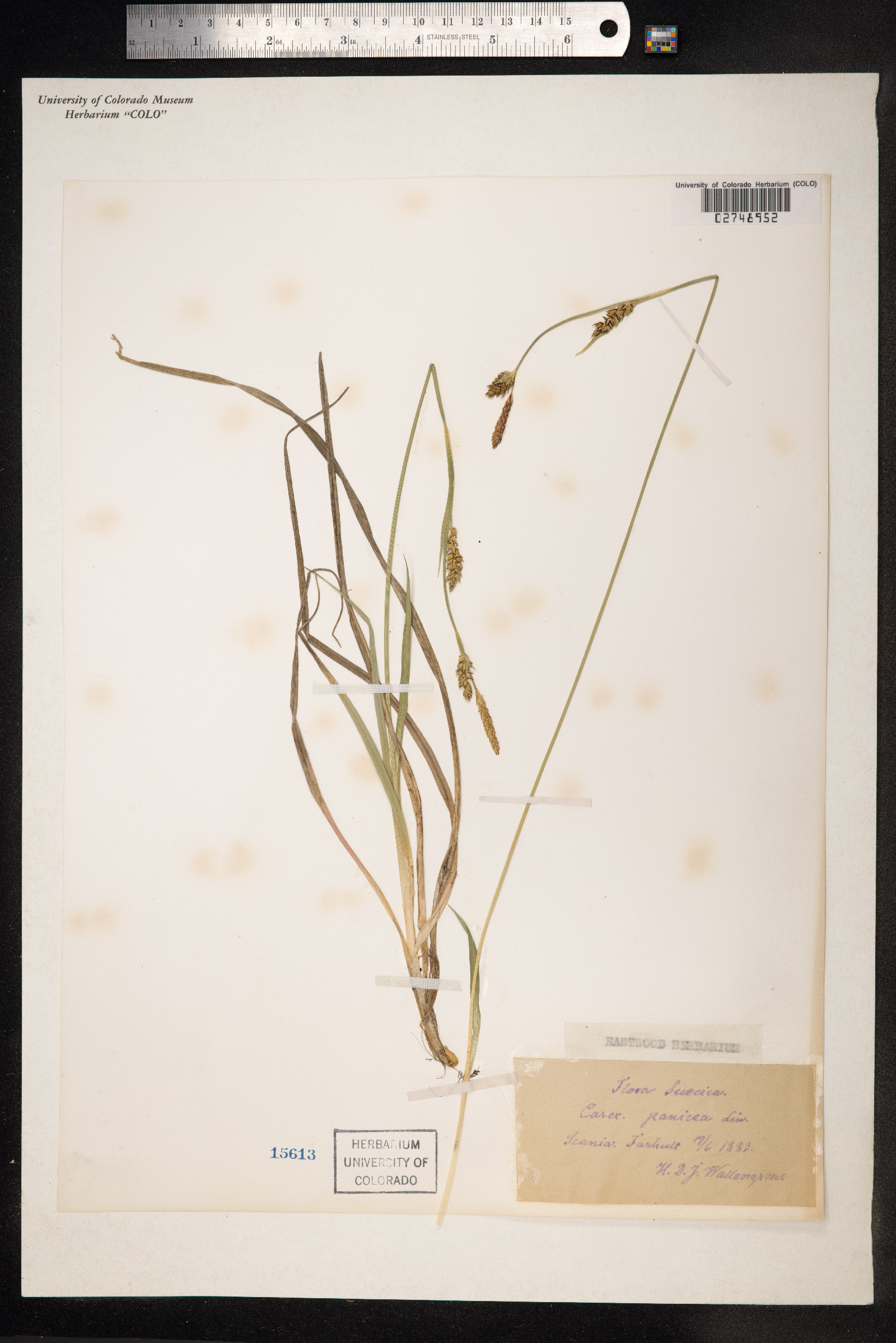 Carex panicea image