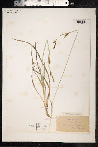 Carex panicea image