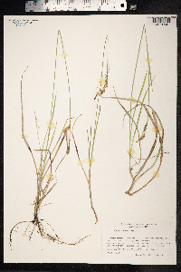 Carex panicea image
