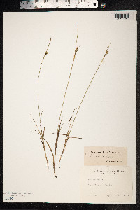 Carex panicea image