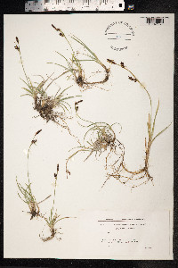 Carex panicea image